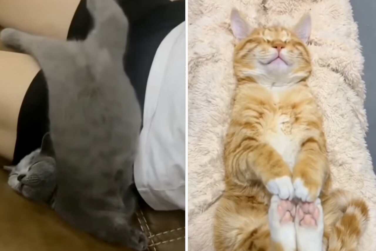 Video carino: Questa compilation di gatti che dormono ti allieterà la giornata