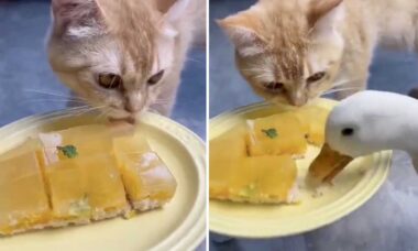 Vídeo hilário: pato comilão e folgado faz gato perder a paciência