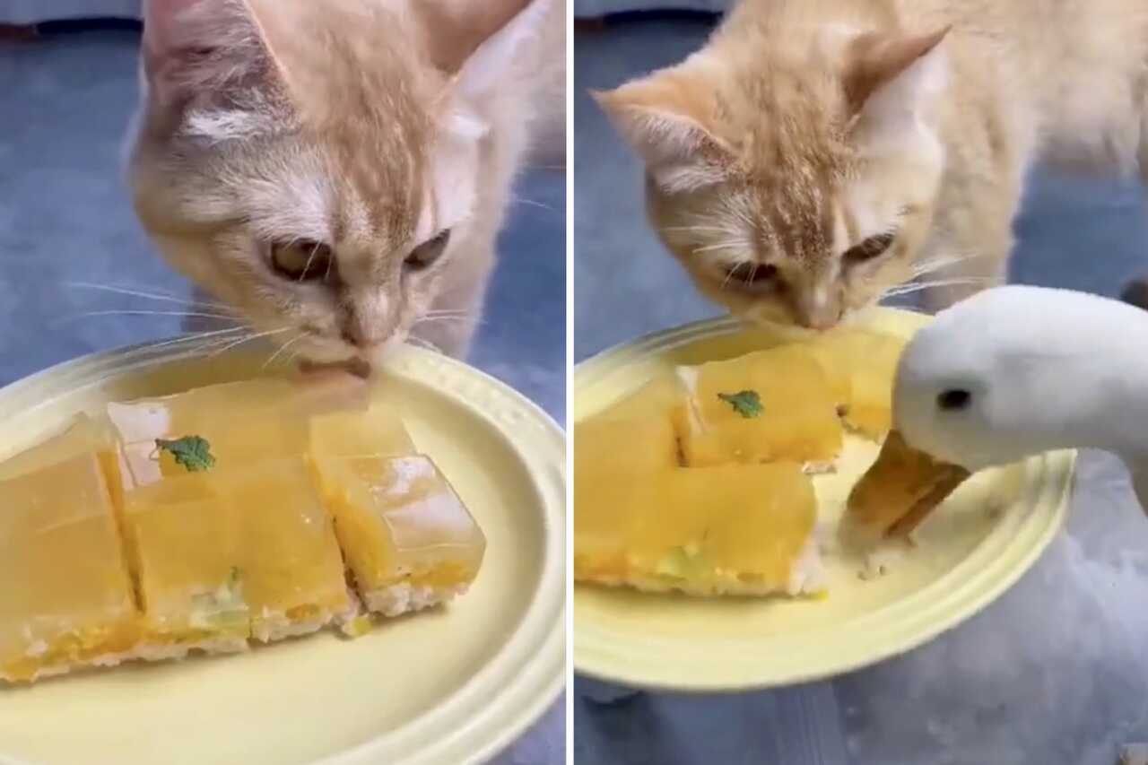 Hilarious Video: Greedy and Pushy Duck Tests Cat's Patience