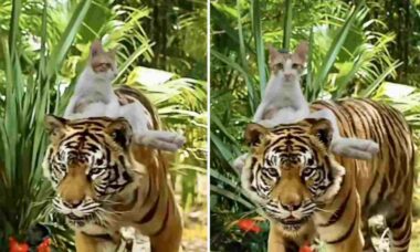 Gato folgado viaja de carona nas costas de tigre em vídeo hilário