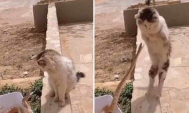 Vídeo em câmera lenta mostra gato se livrando do ataque de cobra venenosa