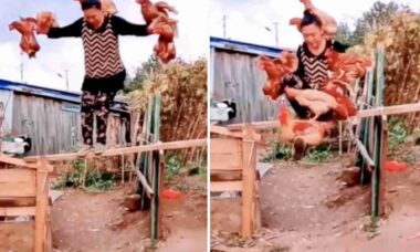 Vídeo de mulher fazendo acrobacia com galinhas é um truque, mas irresistível