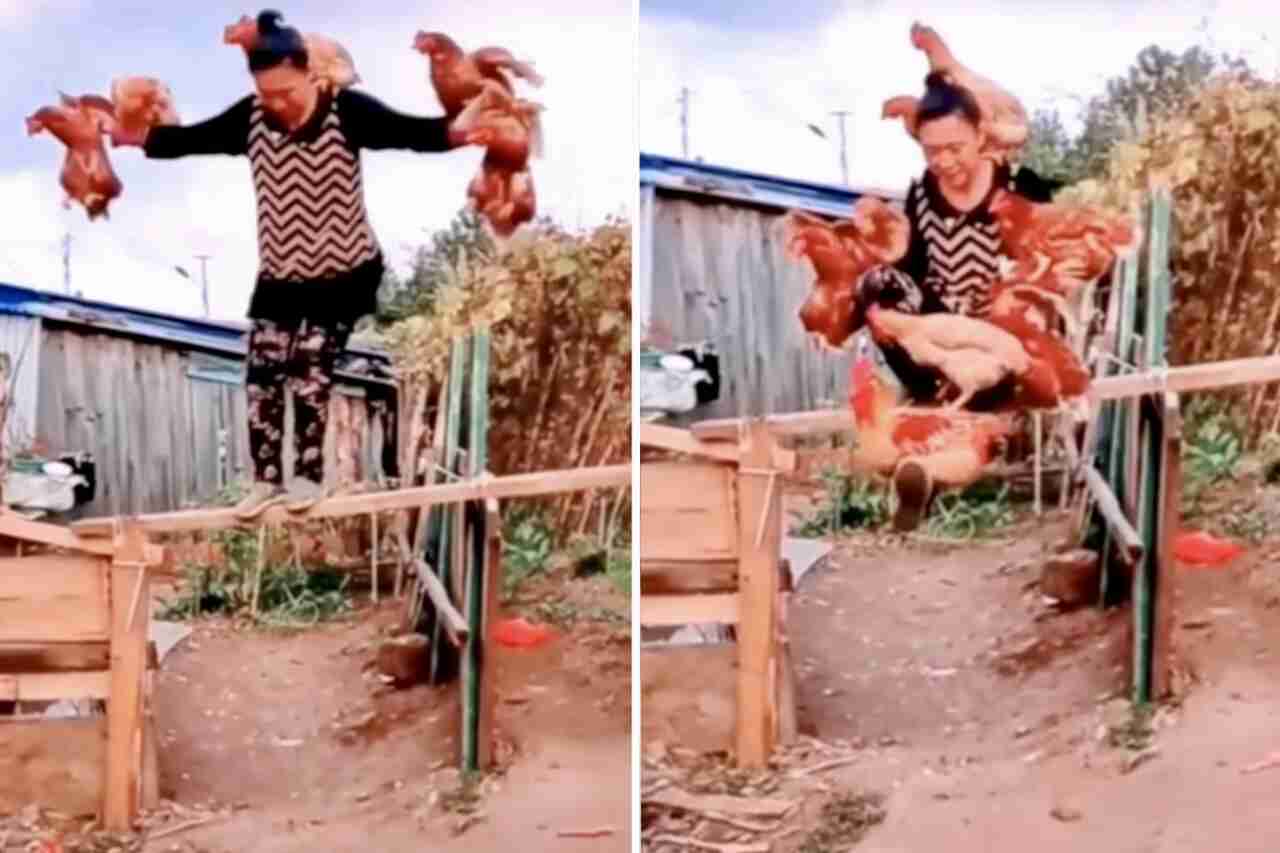 Vídeo de mulher fazendo acrobacia com galinhas é um truque, mas irresistível