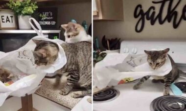Vídeo hilário: gato resolve brincar com sacola de plástico e se dá muito mal