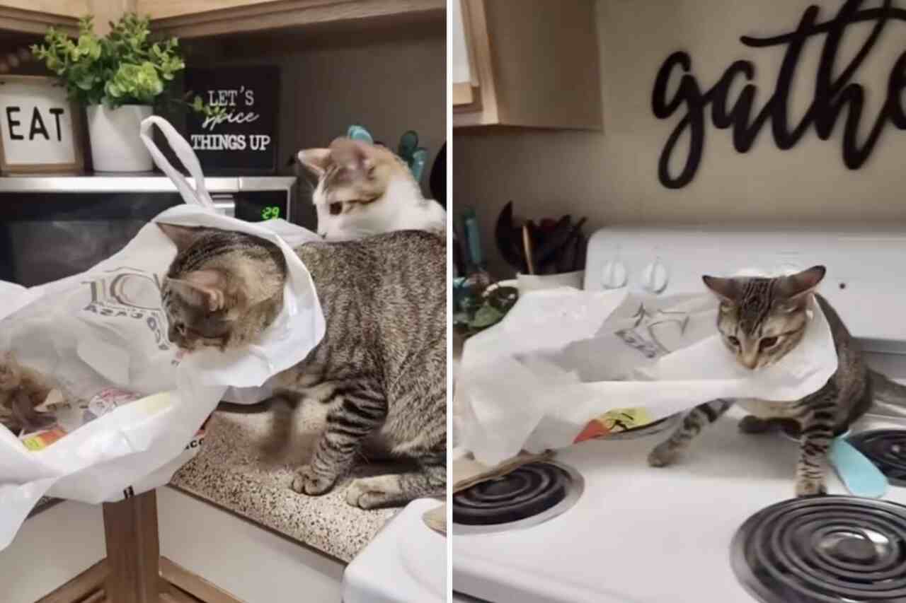 Vicces videó: A macska úgy dönt, hogy egy műanyagzacskóval játszik, és nagyon rosszul sül el