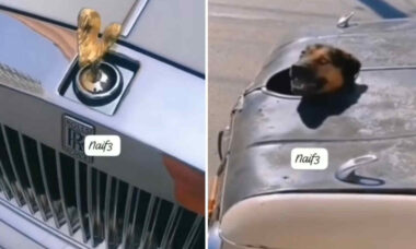 Vídeo hilário: veja lançamento sob medida para donos de carros de luxo que amam cães