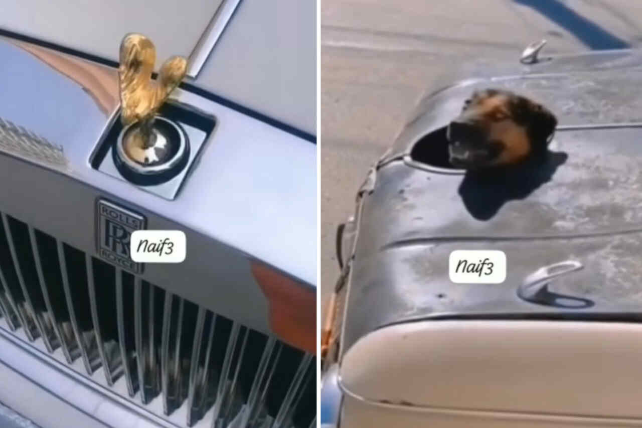 Śmieszne wideo: Zobacz dostosowany start dla właścicieli luksusowych samochodów, którzy kochają psy