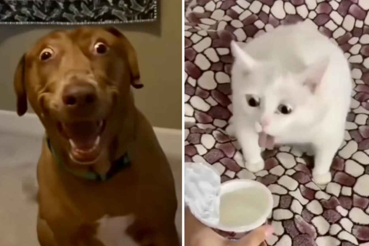 Esses vídeos hilários de cães e gatos enlouquecidos vão alegrar a sua semana