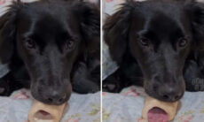 Coleção de vídeos hilários junta cães, gatos, coelhos, cavalos e até cabras