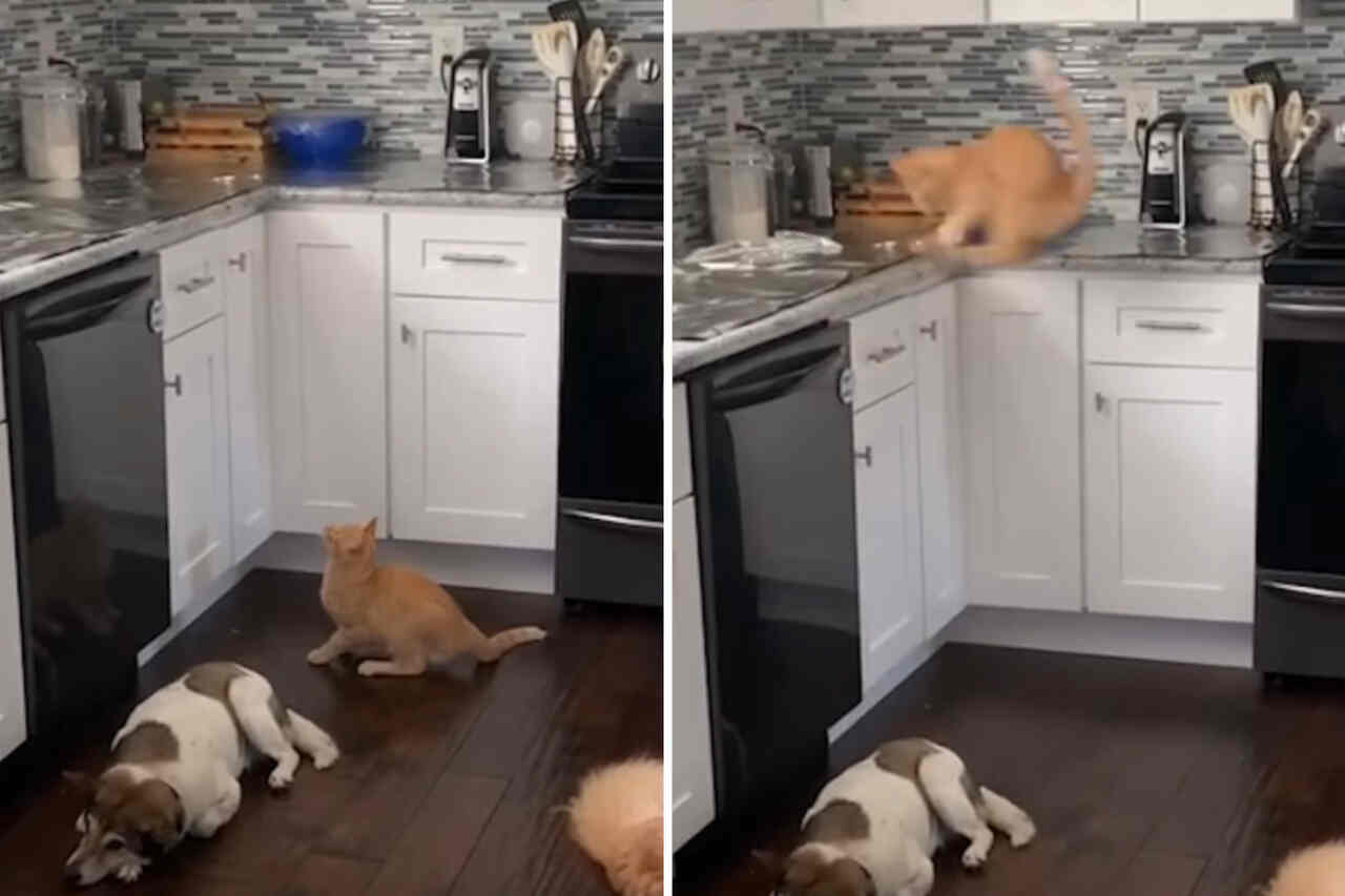 Hilarious Videos Capture Cat Leaps Gone Very Wrong