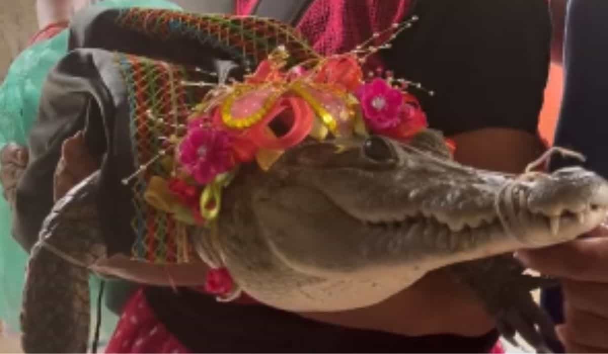 Alcalde de ciudad mexicana se casa con hembra de cocodrilo