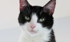 Conheça Félicette, a primeira (e única) gata astronauta da história