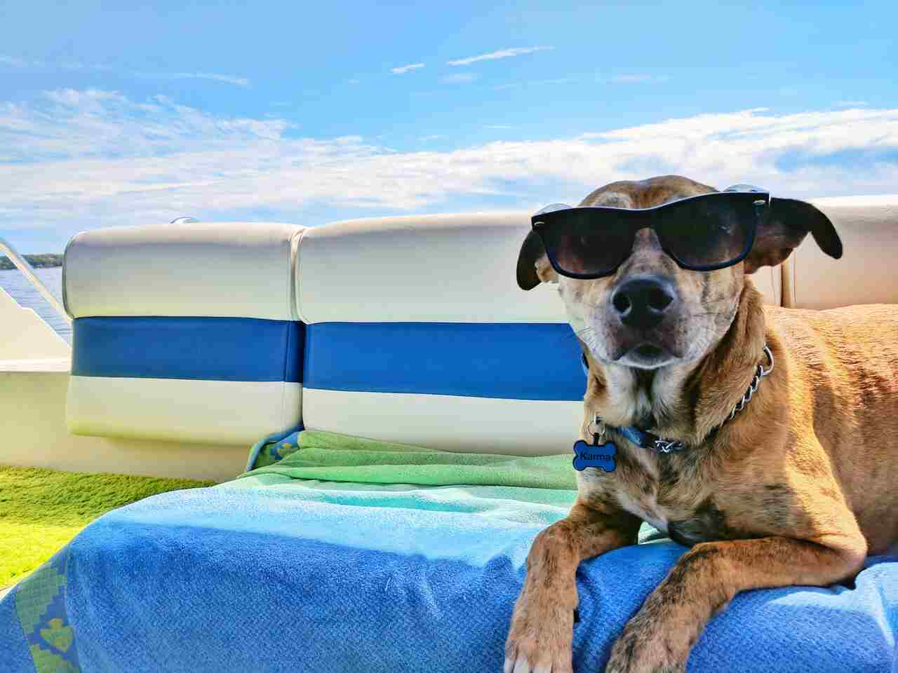 5 Fundamental Tips for Those Planning to Travel with Their Dog or Cat