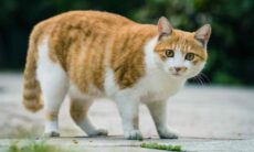 Dia Mundial da Obesidade: veja os perigos do excesso de peso em pets