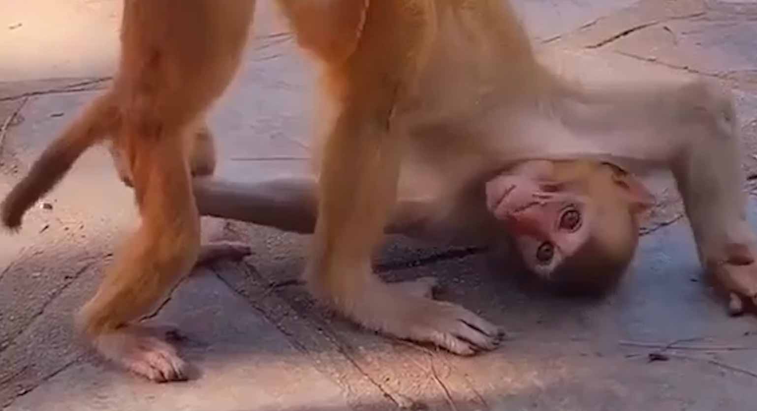 Ismerd meg videóban a történelem első proktológus majmot (Fotó: Reprodução/Instagram)