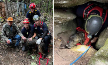 Homens entram em caverna para resgatar cão e dão de cara com um urso