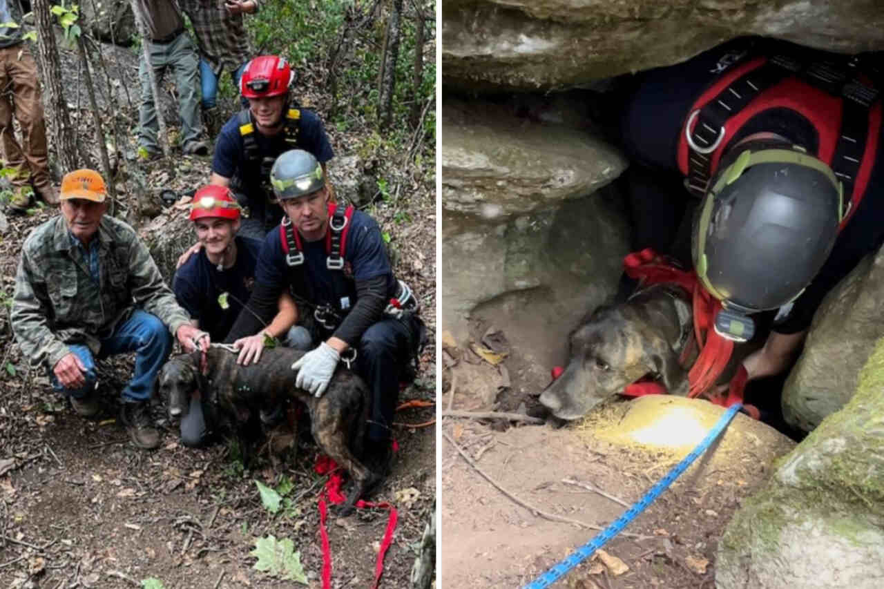 Mannen betreden een grot om een hond te redden en komen oog in oog te staan met een beer