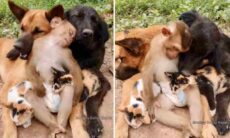 Vídeo fofo: cães, gatos e macaco dormem abraçadinhos