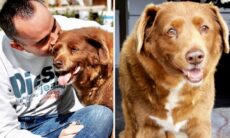 Cão mais velho do mundo morre aos 31 anos