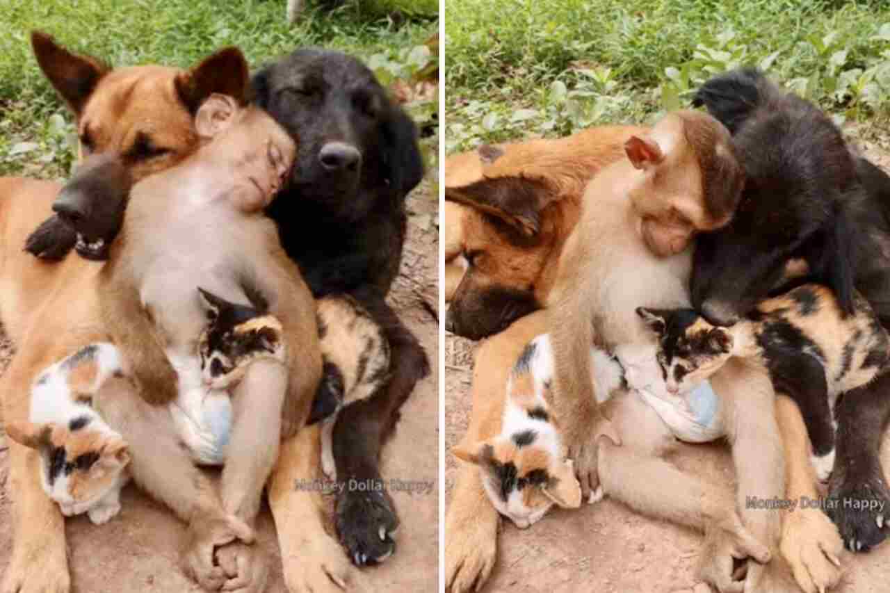 Videoclip drăguț: câini, pisici și un maimuțoi dorm împreună