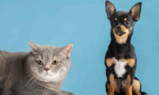 Donos de cães amam mais seu pet que os de gato, indica estudo