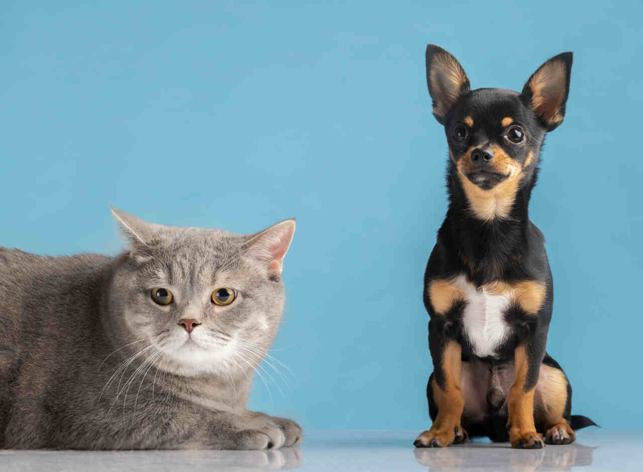 I proprietari di cani amano di più i loro animali domestici rispetto ai proprietari di gatti, indica uno studio