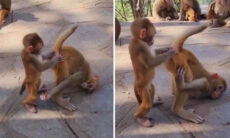 Conheça em vídeo o primeiro macaco proctologista da história