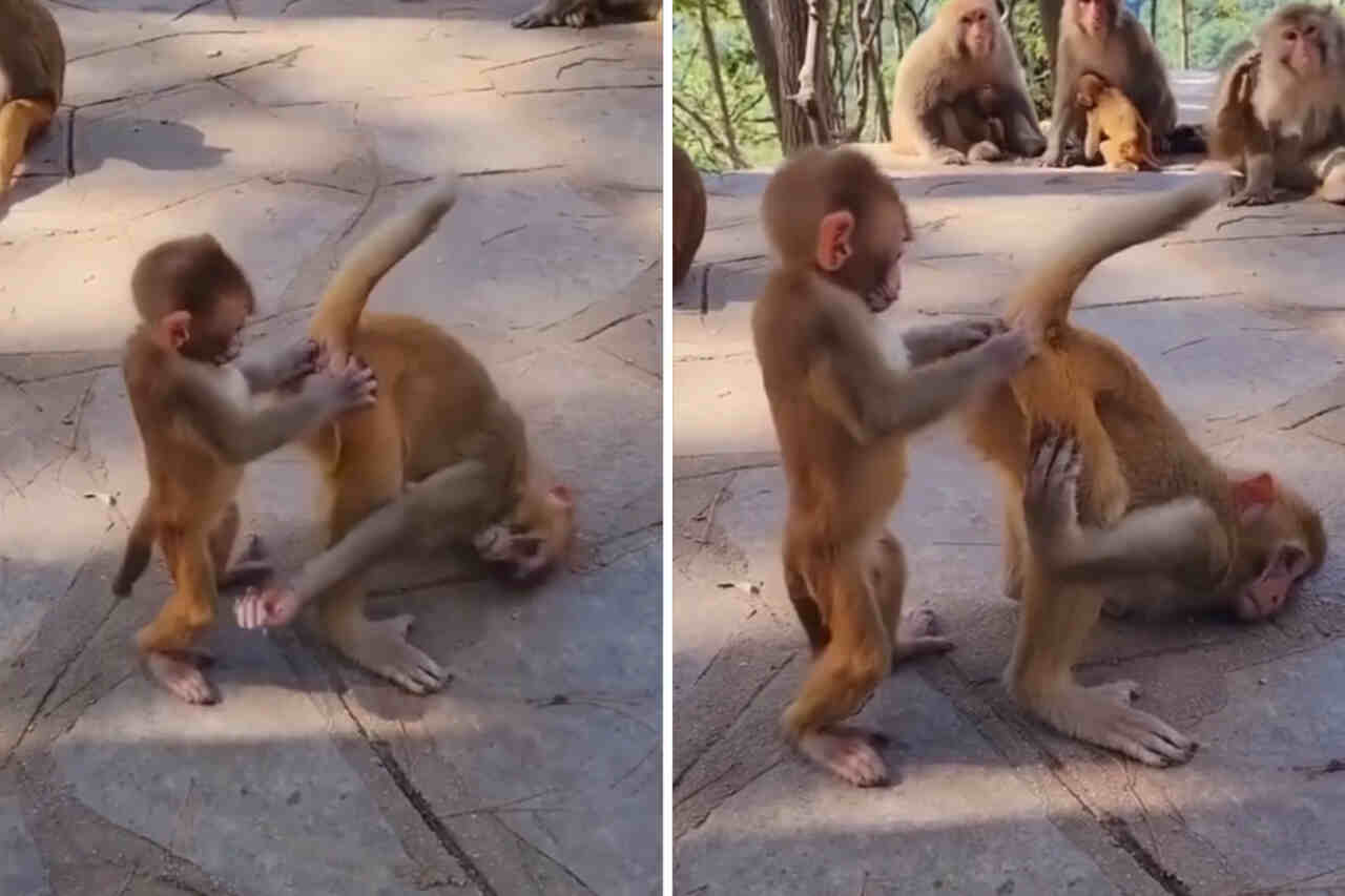 Descoperă într-un videoclip primul maimuță proctolog din istorie