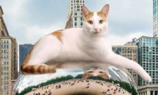 Artista cria imagens surpreendentes de gatos gigantes pelo mundo