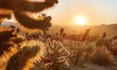 Desafio: você consegue encontrar o gato entre cactos em até 7 segundos?