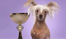 Conheça Cruella, eleita a cachorrinha mais feia da Holanda