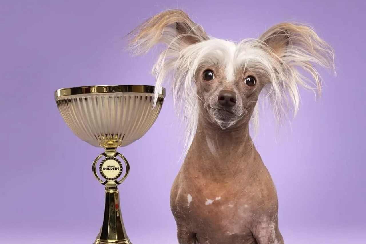 Meet Cruella, voted the ugliest little dog in the Netherlands