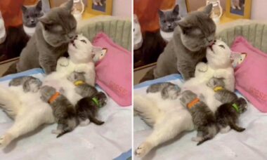 Vídeo fofo: casal de gatos ignora a ninhada e continua romântico