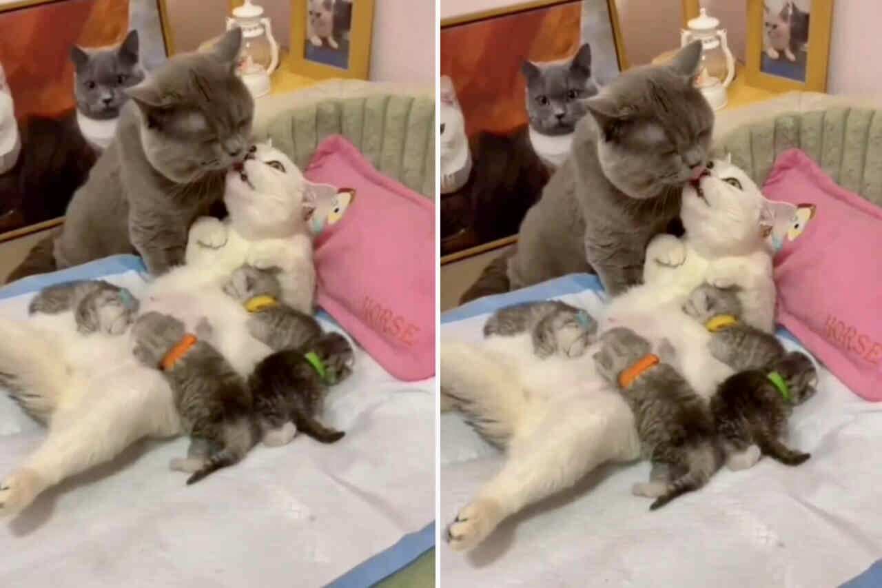 Videoclip drăguț: Cuplul de pisici ignoră pușcăria și rămâne romantic