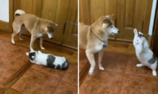 Vídeo: gato conservador censura violentamente atitudes de cão libidinoso