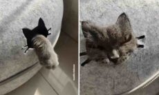 Gosta de gatos e de dar risada? Esses vídeos foram feitos pra você