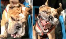 Vídeo em câmera lenta revela o que acontece com a cara de um buldogue na esteira