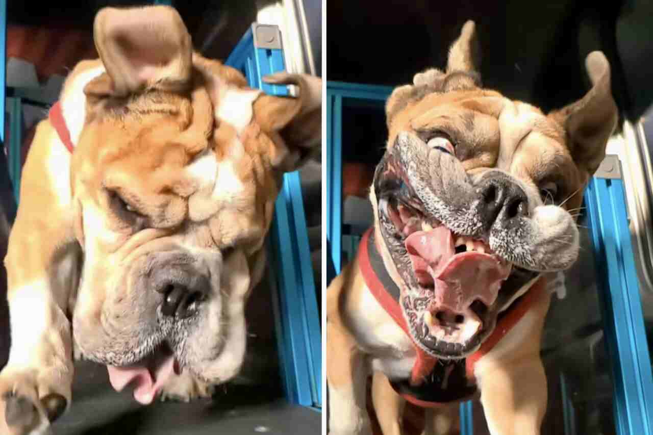 Video en cámara lenta revela lo que sucede con la cara de un bulldog en una cinta