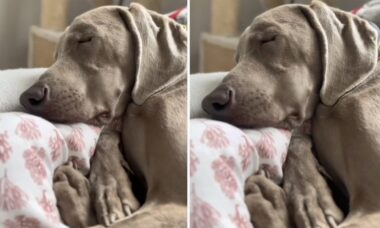 Vídeo hilário: o ronco desse cão weimaraner vai alegrar seu dia