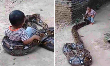 Vídeo impressionante: menino tem cobra gigantesca como seu pet