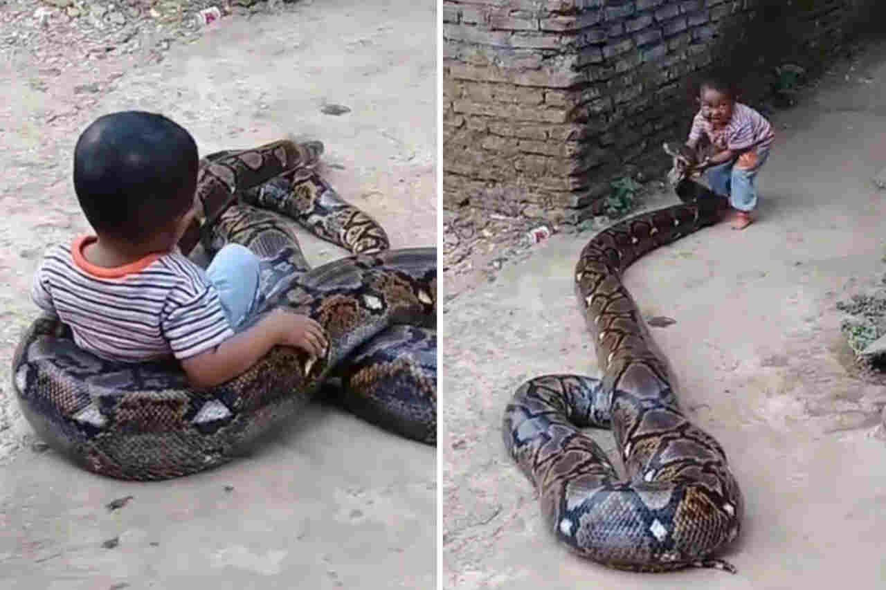 Video impresionante: niño tiene una serpiente gigante como mascota