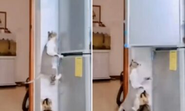 Vídeos hilários: tente não rir com esses gatos trapalhões