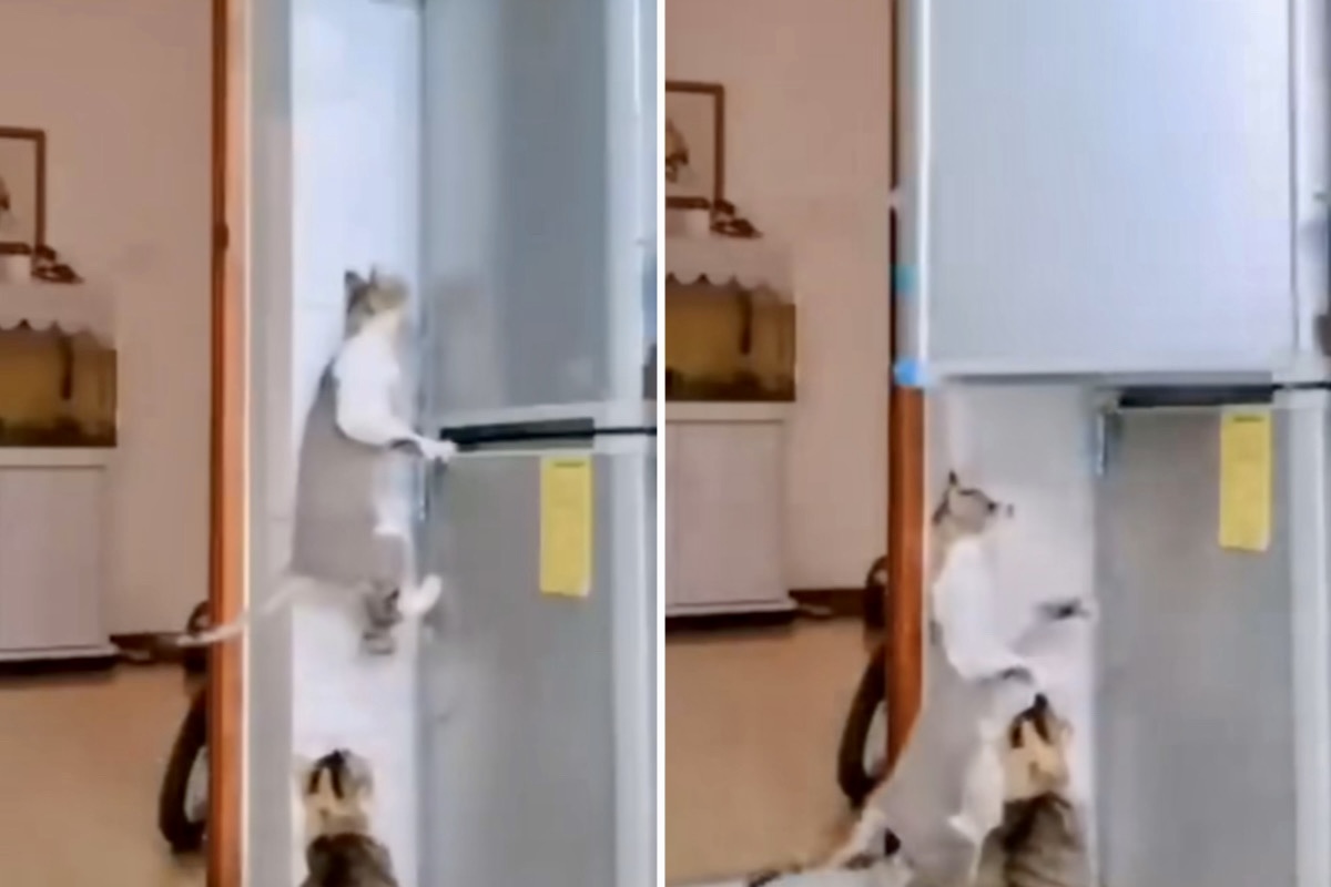 Roliga videor: Försök att inte skratta åt dessa klumpiga katter
