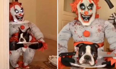 Vídeo hilário: cãozinho usa a mais aterrorizante fantasia de Halloween
