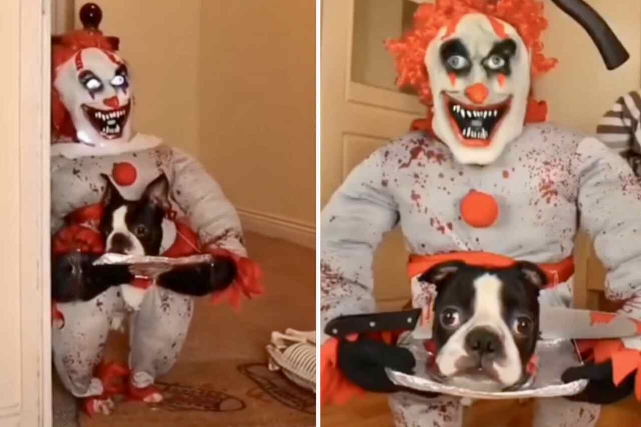 Divertido video: Cachorro usa el disfraz de Halloween más aterrador