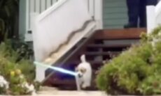 Vídeo montado, mas hilário: com espada Jedi, cãozinho destrói a casa da família