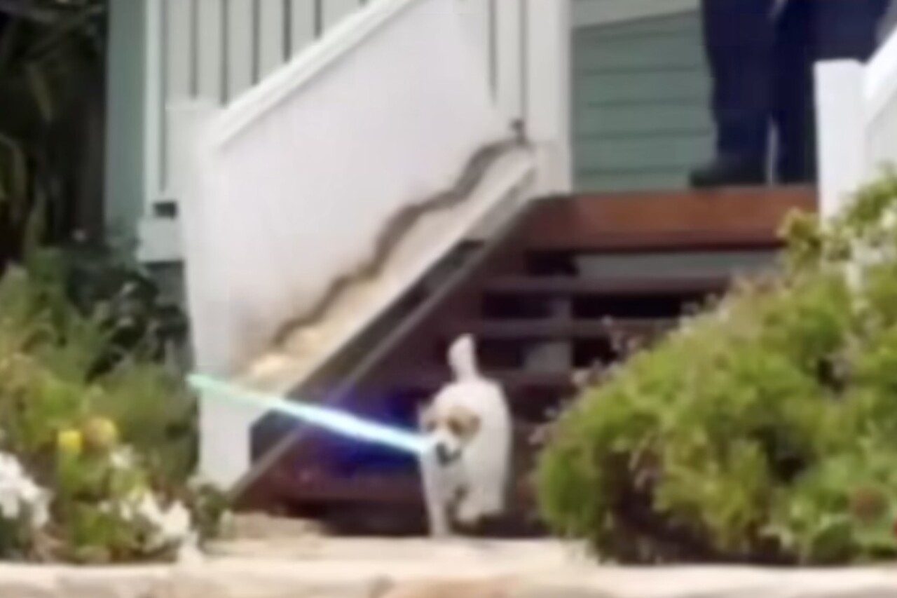 Bewerkte, maar hilarische video: met een Jedi-zwaard vernietigt een kleine hond het huis van de familie