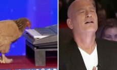 Vídeo impressionante: galinha pianista demonstra talento inacreditável