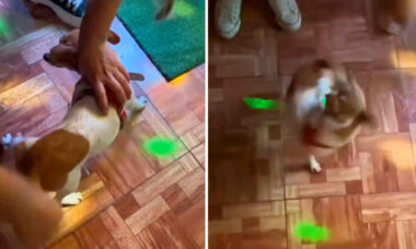 Vídeo hilário: conheça o primeiro cão movido a corda da história