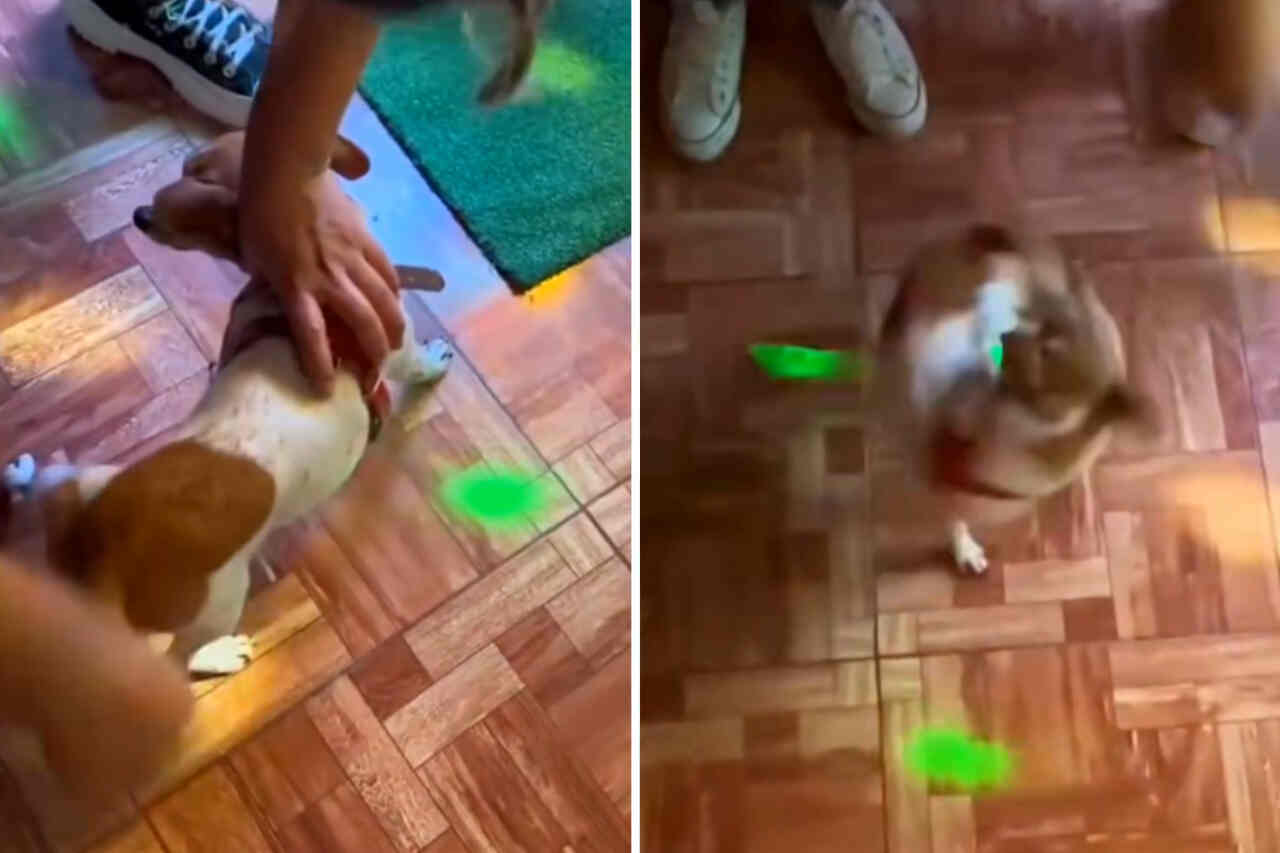 Video divertido: Conoce al primer perro impulsado por resorte en la historia
